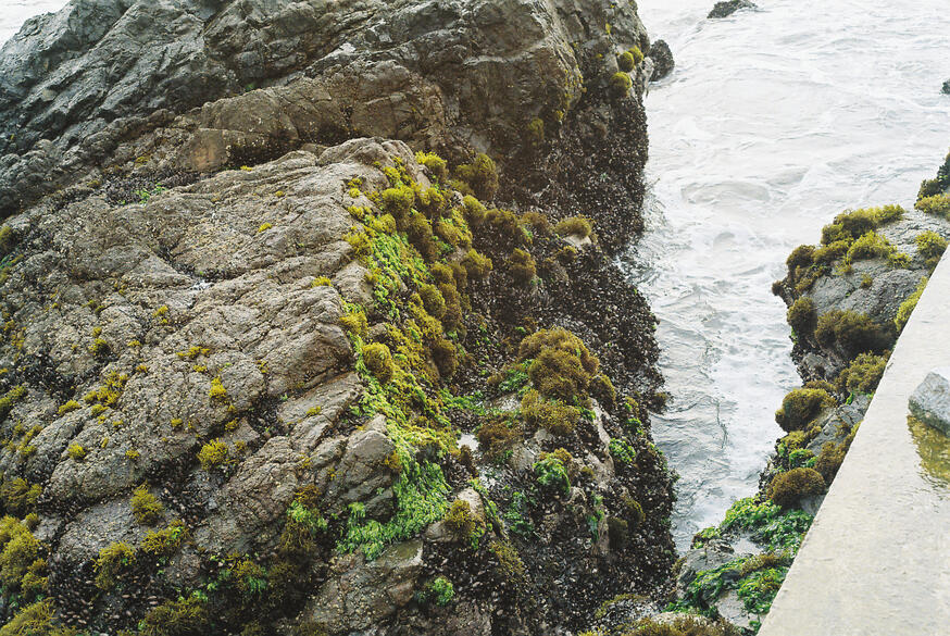 2019. Film. San Bartolo.